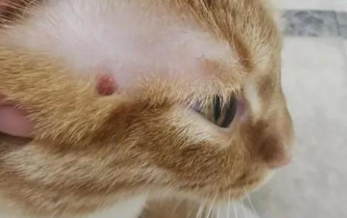 猫藓打针费用一般需要多少-图1