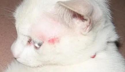 猫藓的症状-图1