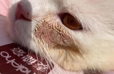 猫藓初期是什么样子的-图1