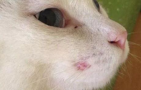 猫藓会自愈吗-图1
