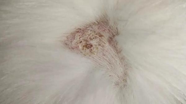 猫藓好了之后还有荧光毛发
