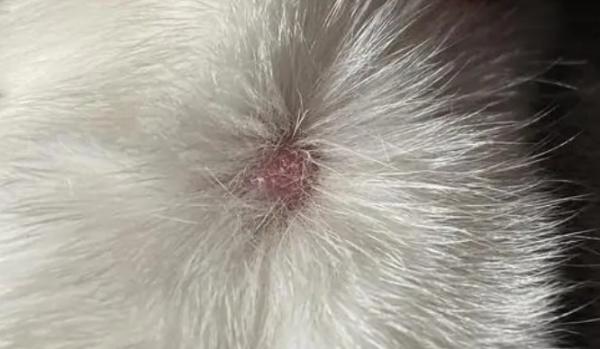 猫藓什么程度算好了-图1