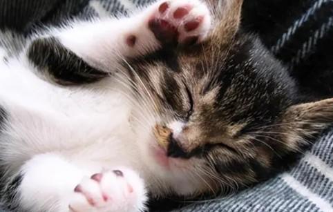猫一般怀孕几个月可以生啊-图1