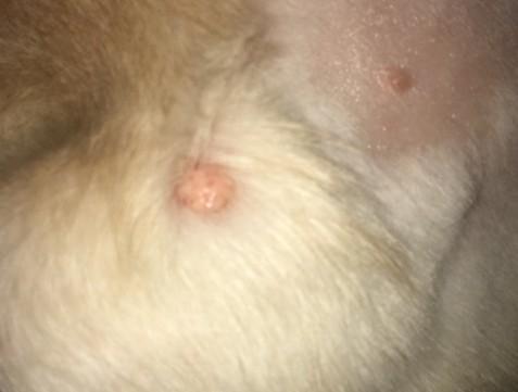 狗狗头上长了一个小肉球-图1