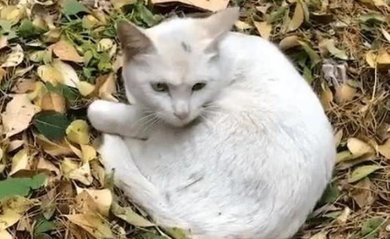 猫消瘦的原因有哪些-图1