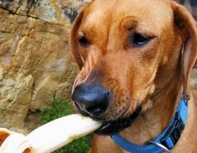狗狗能不能吃熟香蕉