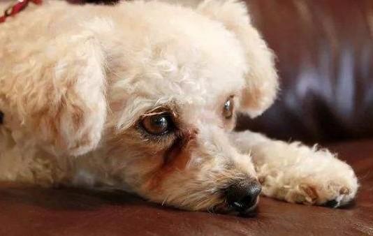 为什么狗狗泪痕臭