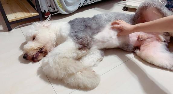 为什么狗狗肚子不能吹风呢-图1