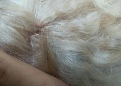 狗狗的毛为什么会结块的原因-图1