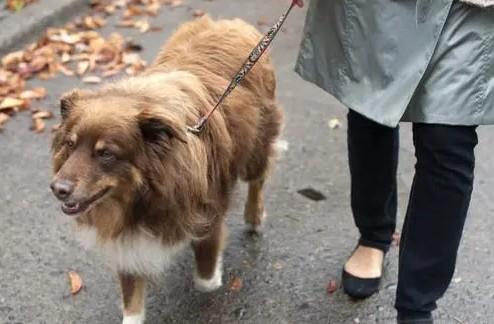 狗狗为什么散步就会叫呢