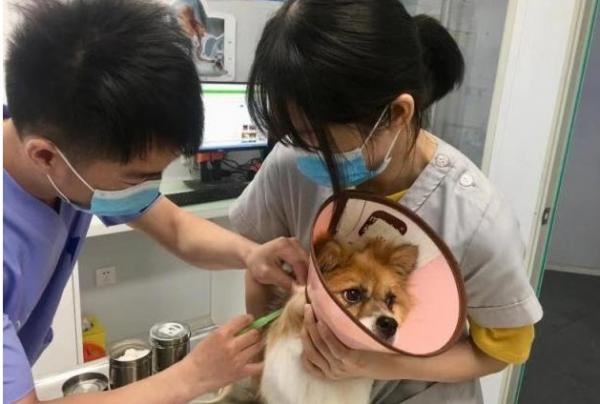 狗狗打芯片怎么打-图1