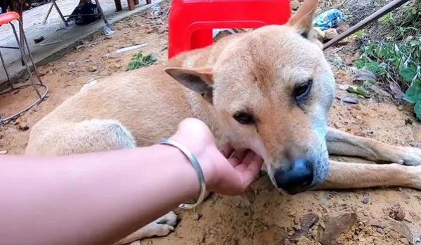 狗为什么怎么打都不怕-图1