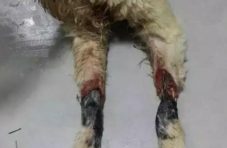 狗狗腿被勒多久会坏死-图1
