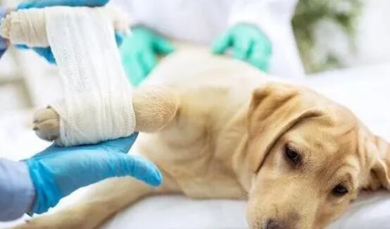 多大的狗就不怕犬瘟了-图1