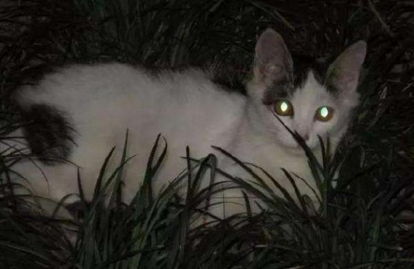 狗和猫夜视能力哪个强-图1