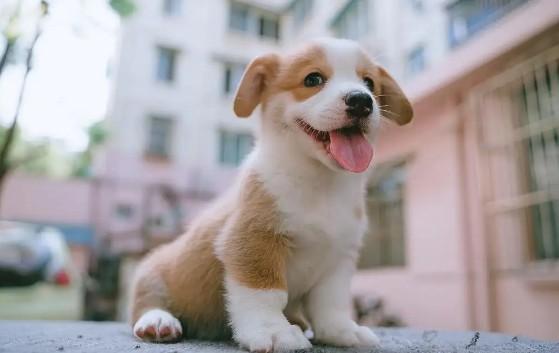 狗狗突然失明又好了-图1