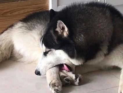 为什么狗狗一直舔一只脚