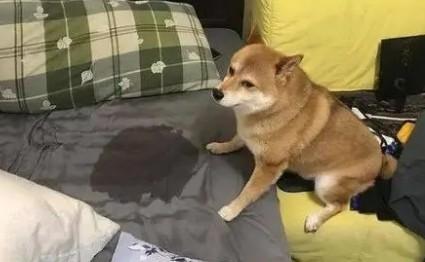 为什么不让狗狗尿床呢