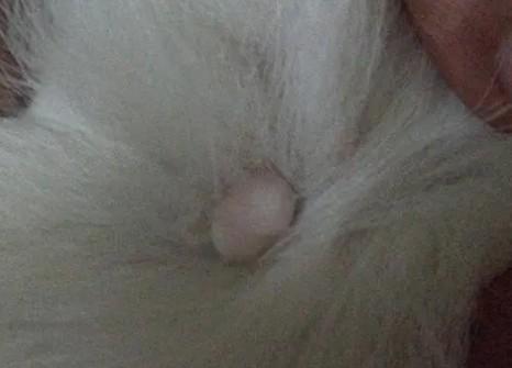 狗狗尾巴长肉瘤-图1
