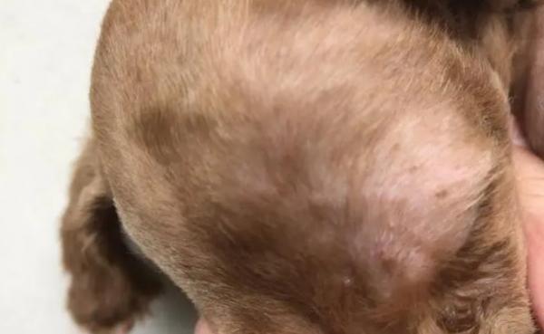狗狗会有痘痘吗为什么呢