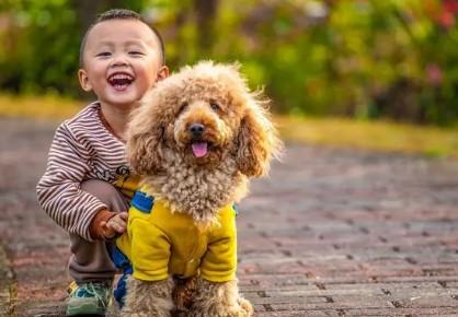 家里有小孩适合养什么狗狗-图1