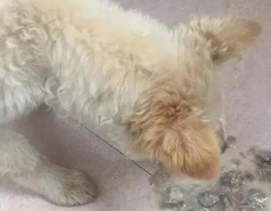 狗狗为什么会呕吐白色泡沫粘液-图1
