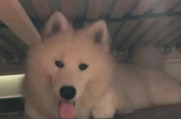 狗狗为什么喜欢待在床下-图1