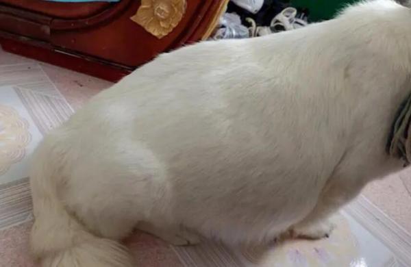 狗狗得腹水初期的症状图片-图1