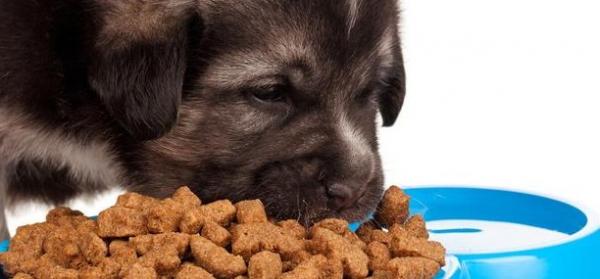 狗狗幼犬不吃狗粮怎么办呢-图1