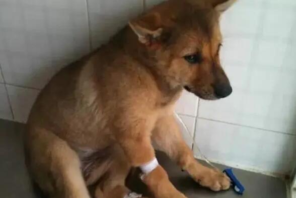 狗狗瘫痪为什么便血呢