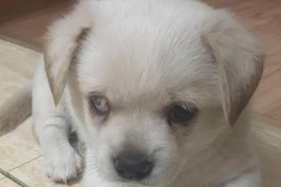 狗的眼睛有一层白膜是怎么回事