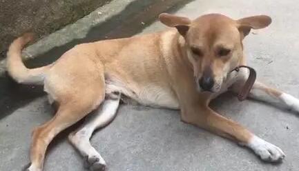 狗狗一夜未归还能回来吗