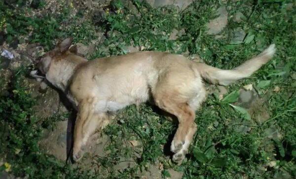 左氧氟沙星一片狗死了