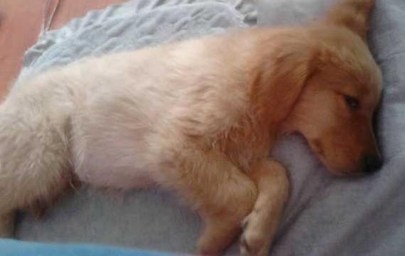 狗狗几个月容易翻肠子