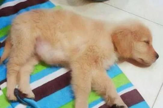 狗狗呼吸急促肚子一鼓一鼓的-图1