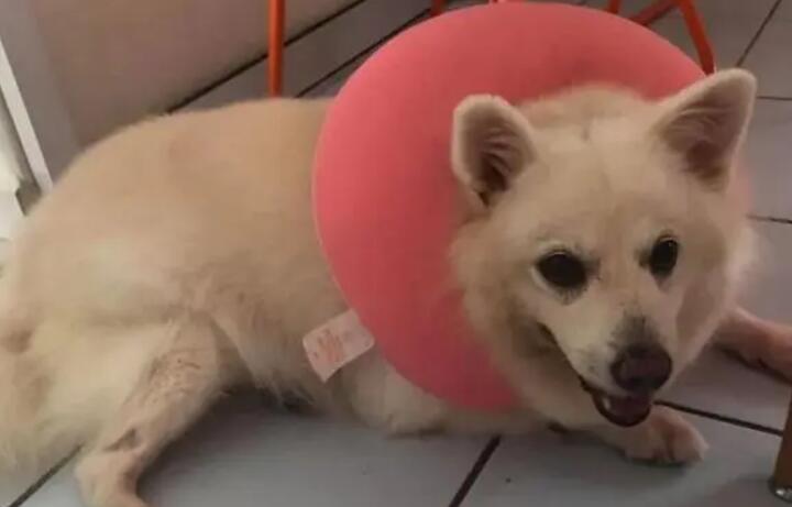 狗狗胸口中间骨头凸起-图1