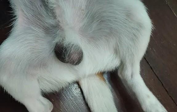 狗狗睾丸发炎肿大吃什么药-图1