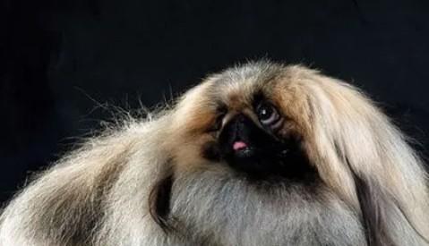 纯种黑脸北京犬价格