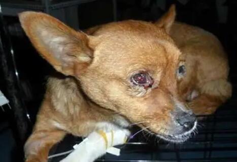 犬瘟三个阶段的症状-图1