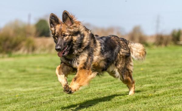 上海允许养的大型犬-图1
