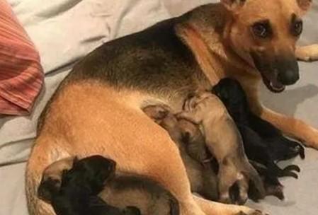 狗狗恶露不尽吃什么药-图1