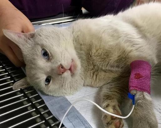 得狂犬病的猫十天必死吗-图1