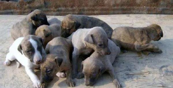 肉狗苗批发市场一只价格-图1