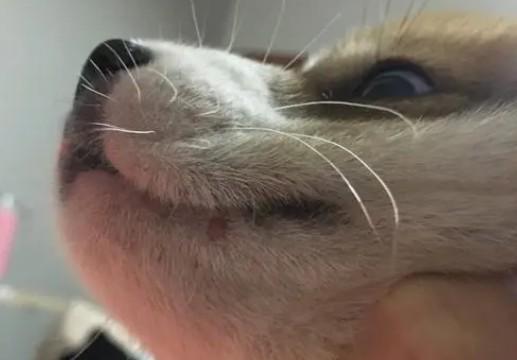 狗狗嘴边长疙瘩图片-图1