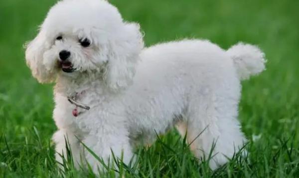 什么小型犬适合家养不掉毛-图1