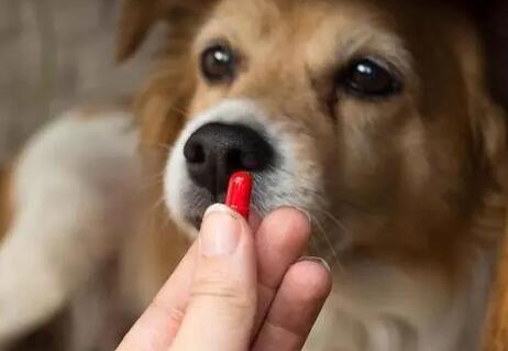 狗狗吃去虫药为什么呕吐呢-图1
