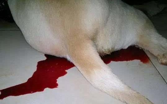 小狗拉红色腥臭血水-图1