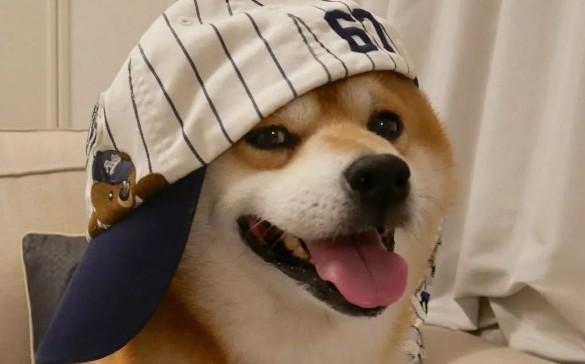 狗狗为什么会成网红呢