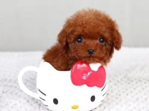 不需要溜的小型犬-图1