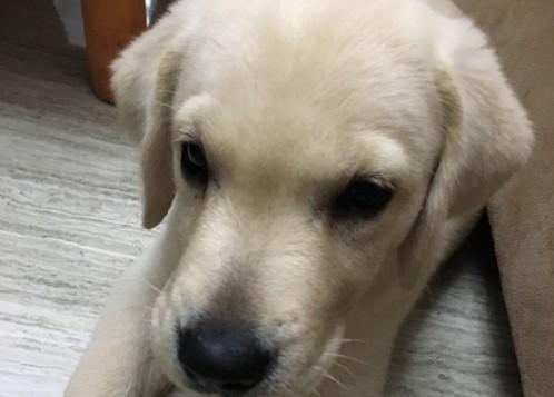 狗狗鼻子变黑是怎么回事
